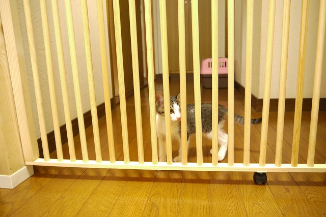 [最も欲しかった] 猫 脱走 防止 diy 166263 Mbaheblogjppvwx