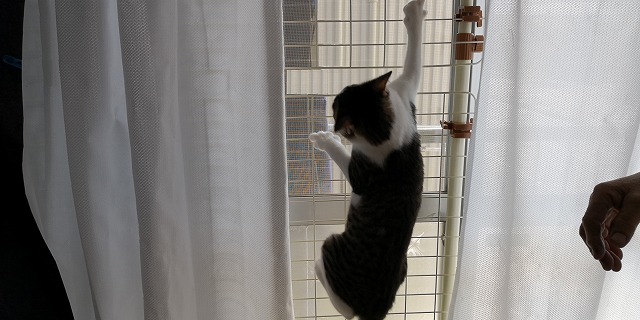 ベランダの掃き出し窓に、猫網戸脱走防止フェンスを設置してみた | そらのしっぽ