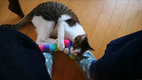 猫のそら君は ヘビのけりぐるみがお気に入り そらのしっぽ