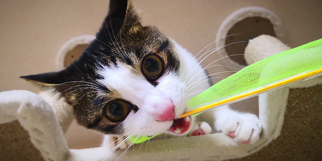 原因は何 猫が 布 を噛む 食べてしまう異食症対策 そらのしっぽ