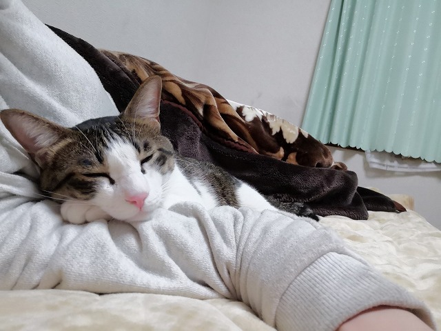 猫が 飼い主さんの腕枕で寝る 理由にちょっと驚いた そらのしっぽ