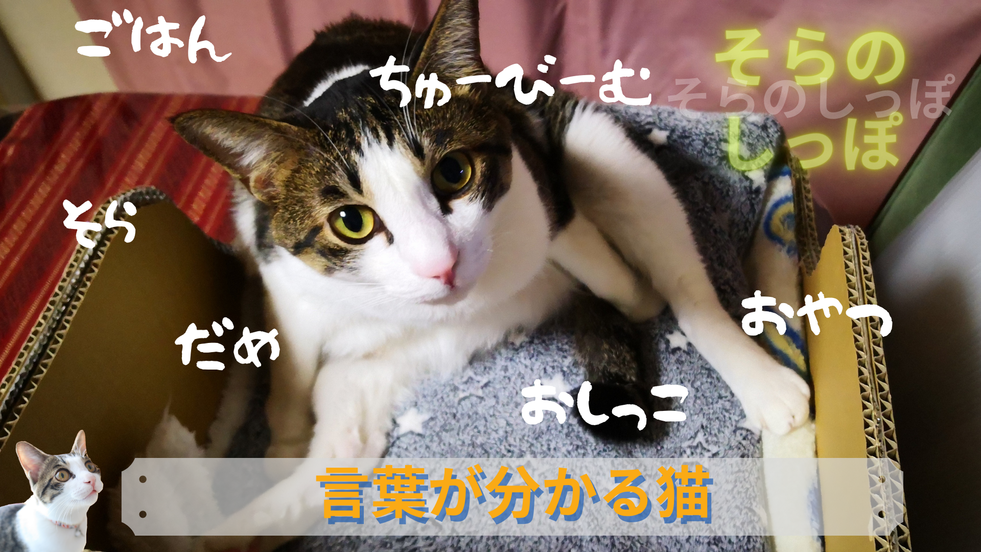 猫は言葉を理解している 覚えやすい言葉と教えるコツ 注意する点 そらのしっぽ